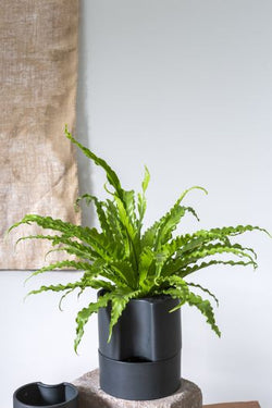 Jett Black Pot 8"x 9"