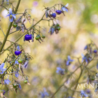 Cassa Blue Flax Lily - Monrovia