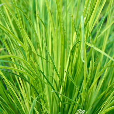 Breeze Dwarf Mat Rush - Monrovia