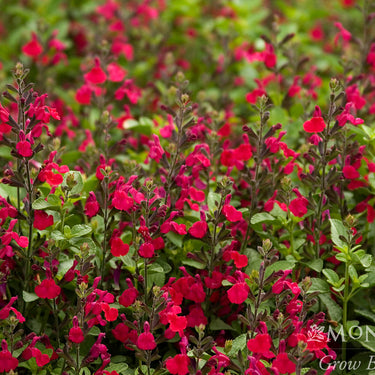 Heatwave Blaze Sage - Monrovia
