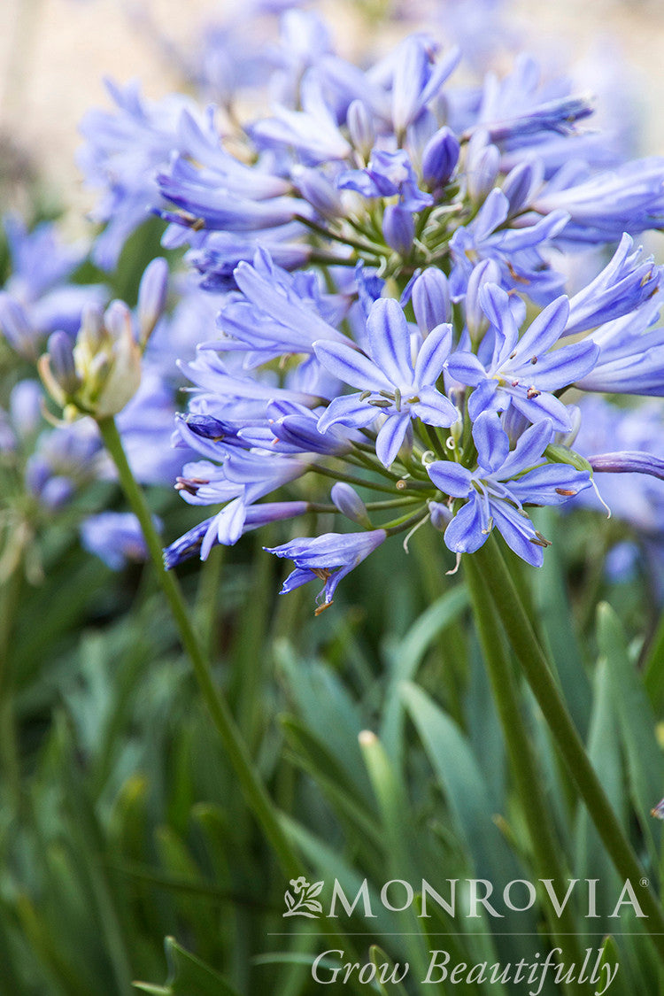 Baby Pete Agapanthus - Thumbnail 5