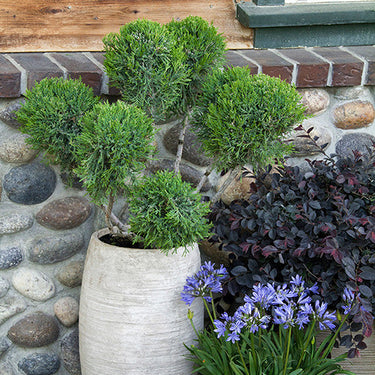 Baby Pete Agapanthus - Monrovia