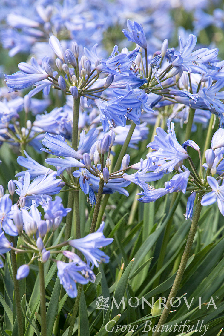 Baby Pete Agapanthus