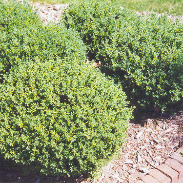 Boxwood