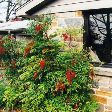 Nandina