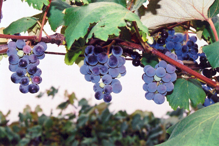 Concord Grape