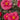 Anacostia Japanese Camellia - Monrovia