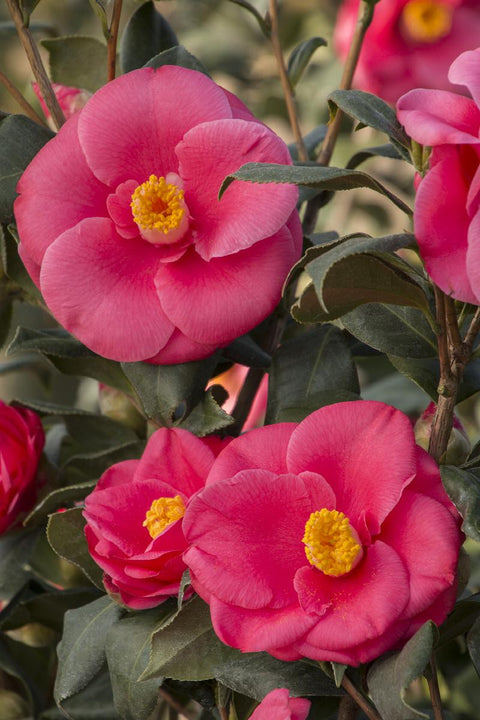 Anacostia Japanese Camellia - Monrovia