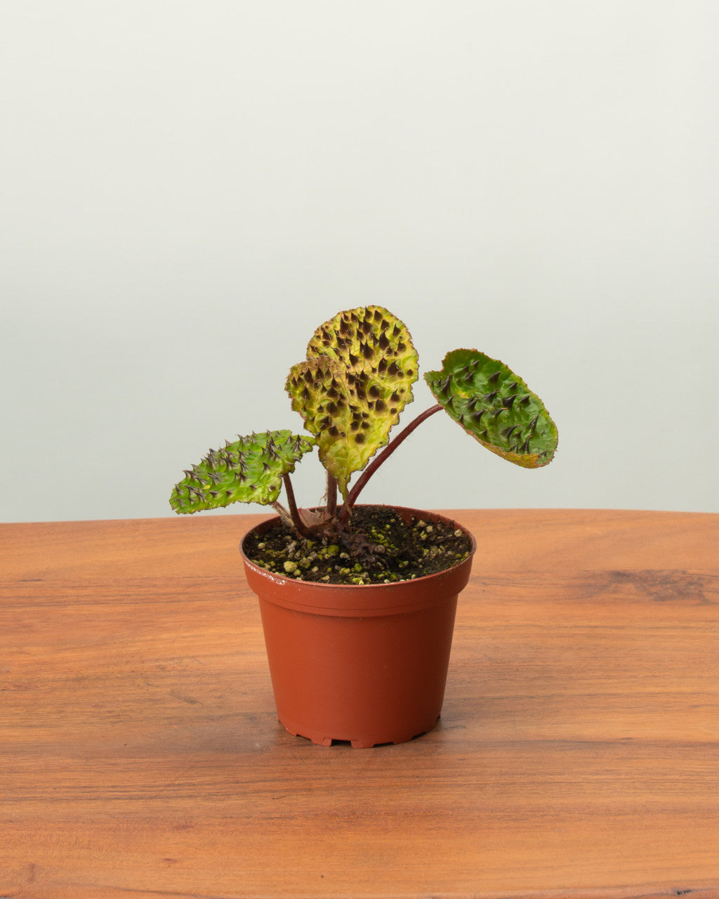 Begonia Ferox - Thumbnail 4