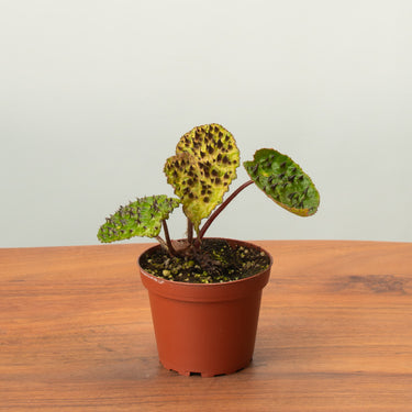 Begonia Ferox