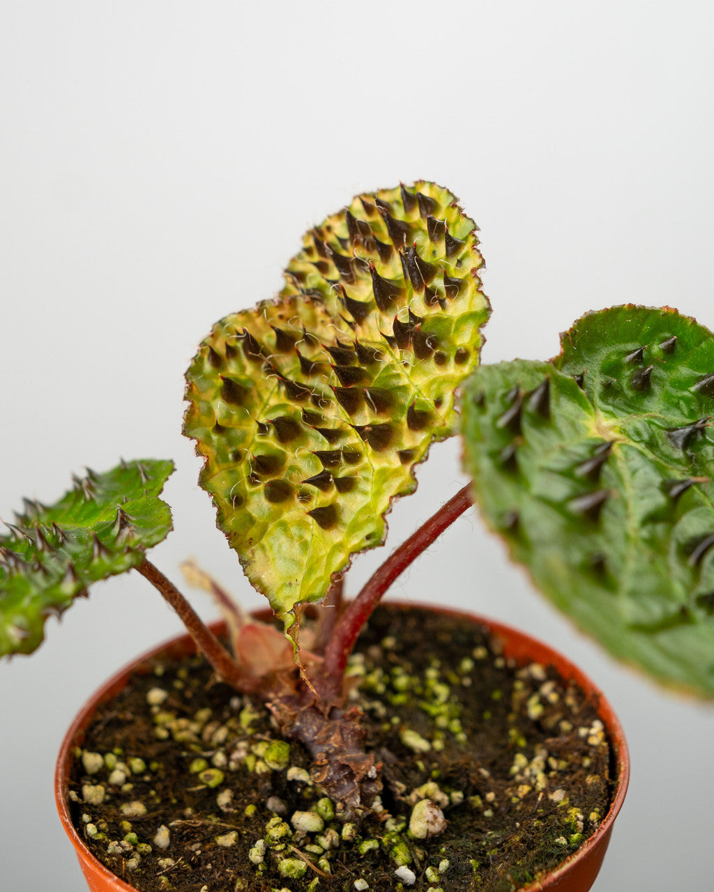 Begonia Ferox - Thumbnail 3