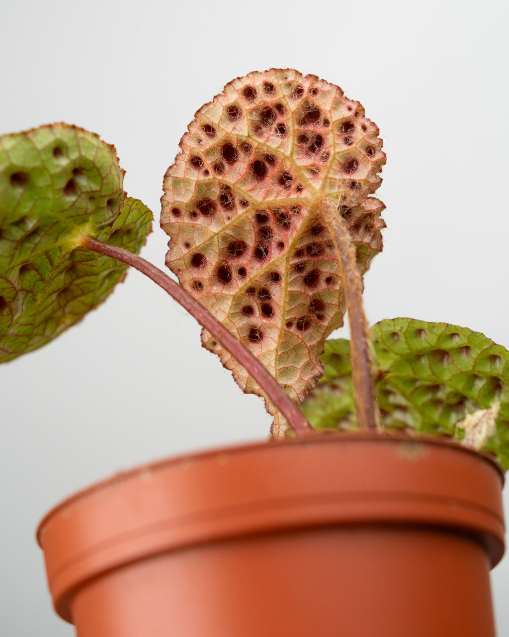 Begonia Ferox - Thumbnail 2