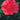 Bonanza Camellia - Monrovia