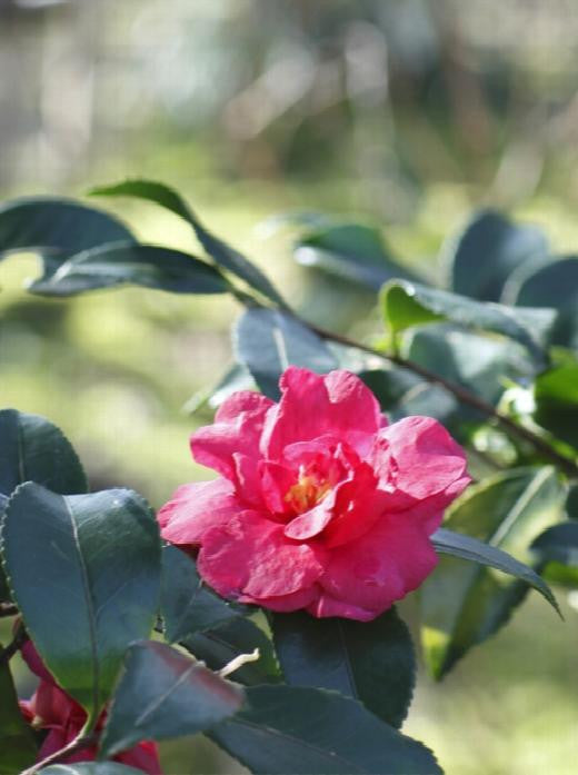 Bonanza Camellia