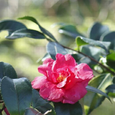 Bonanza Camellia - Monrovia