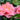 Pink Parade Camellia - Monrovia