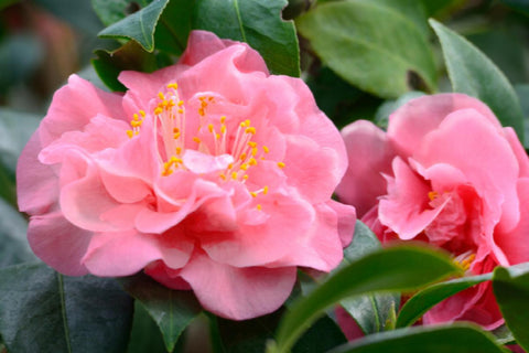 Pink Parade Camellia - Monrovia
