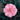 Showa-No-Sakae Camellia - Monrovia
