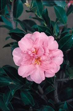Showa-No-Sakae Camellia - Monrovia