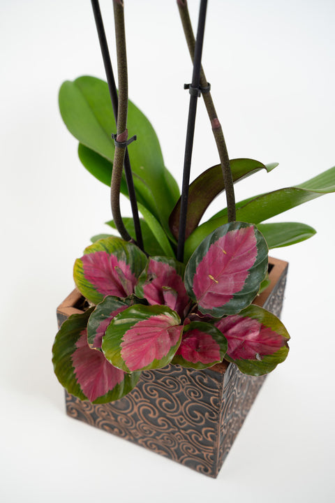 The Violette Orchid Arrangement