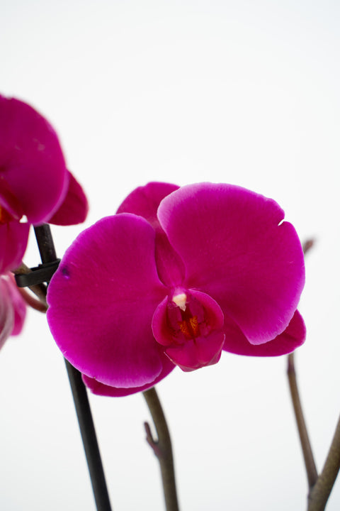 The Violette Orchid Arrangement