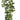 Faux Soft String of Pearls Spray Green - 13 inch