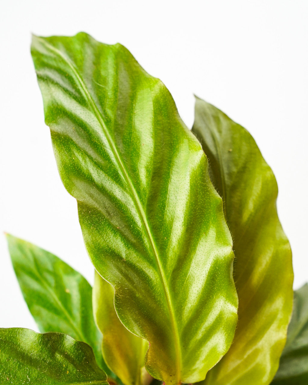 Calathea Furry Feathers