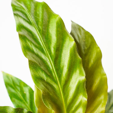 Calathea Furry Feathers