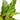 Calathea Furry Feathers