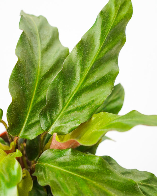 Calathea Furry Feathers