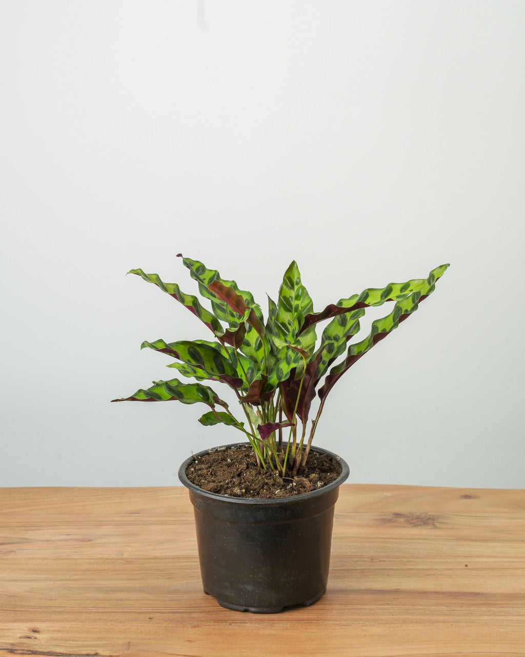Calathea lancifolia - Thumbnail 3