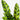 Calathea lancifolia