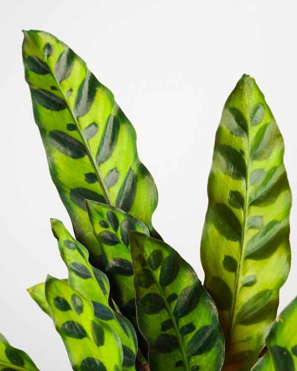 Calathea lancifolia