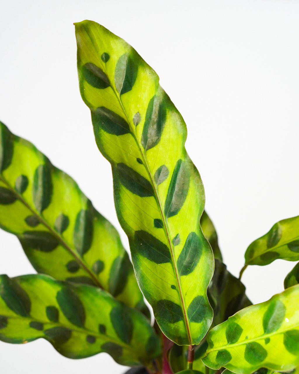 Calathea lancifolia - Thumbnail 2
