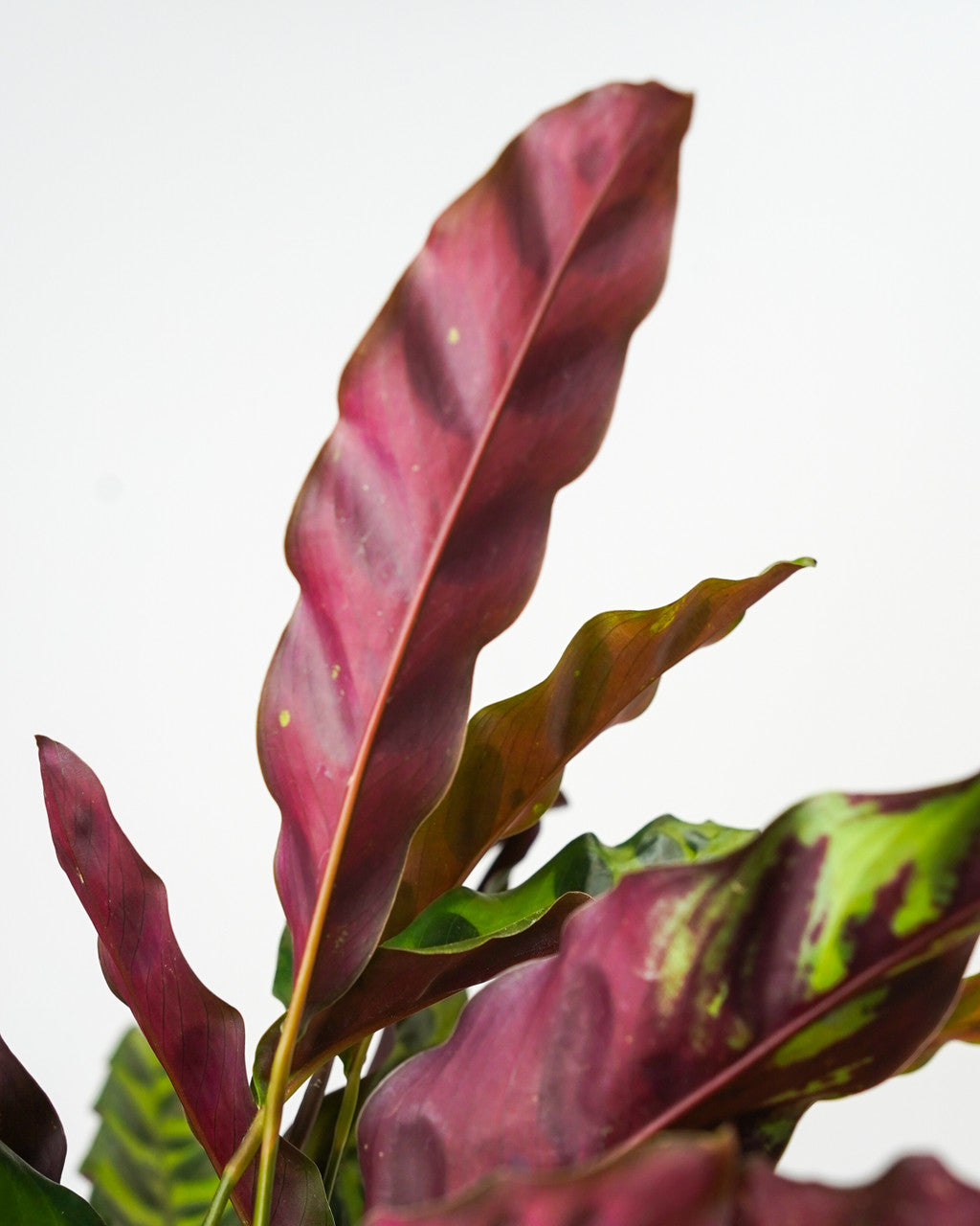Calathea lancifolia - Thumbnail 5