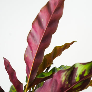 Calathea lancifolia