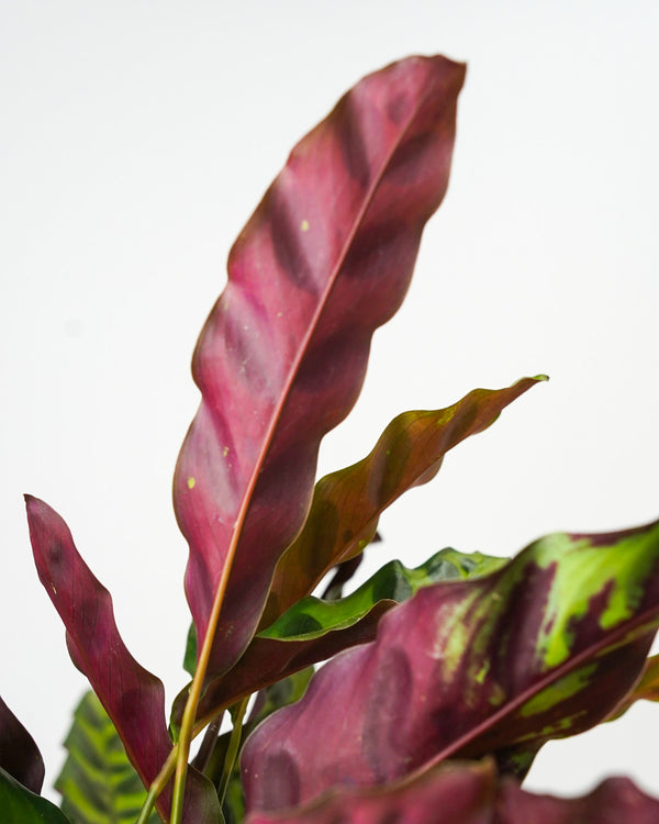 Calathea lancifolia