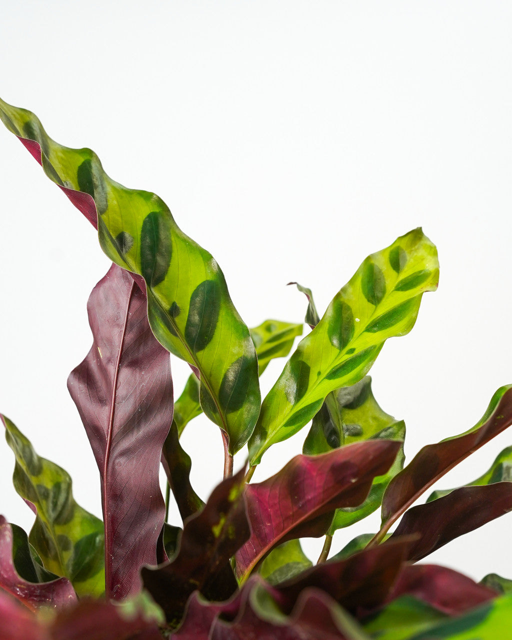 Calathea lancifolia - Thumbnail 4