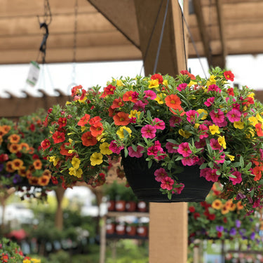 Seasonal Combination Hanging Basket - 12 inch