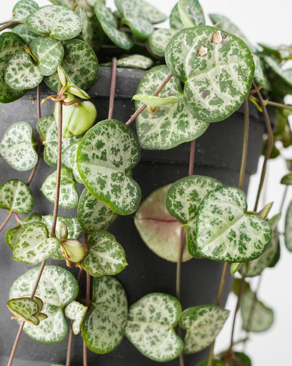 String of Hearts - Thumbnail 2