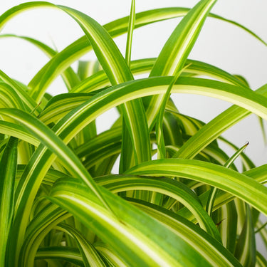 Chlorophytum Bonnie Spider Plant