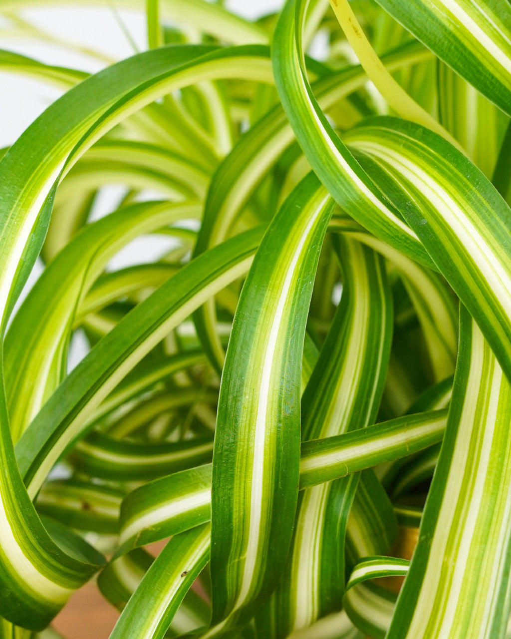 Chlorophytum Bonnie Spider Plant - Thumbnail 2