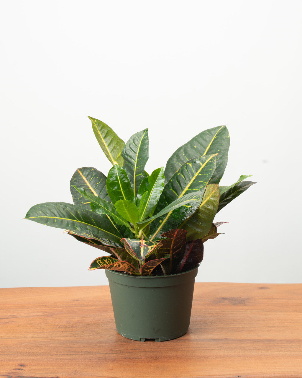 Petra Variegated Croton - Thumbnail 5