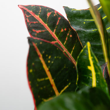 Petra Variegated Croton