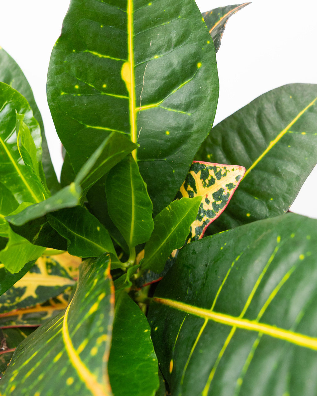 Petra Variegated Croton