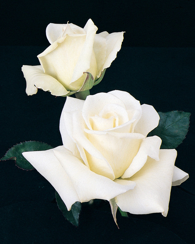 John F. Kennedy Rose