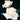 John F. Kennedy Rose