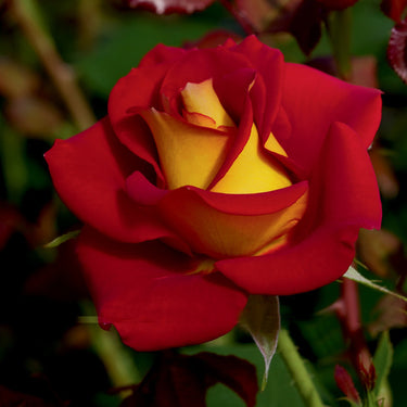 Ketchup And Mustard Rose