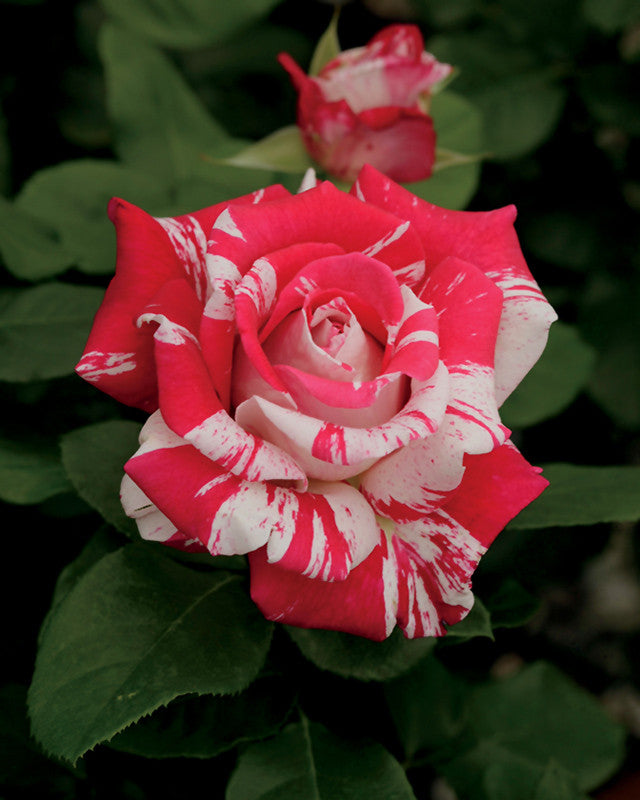 Neil Diamond Rose