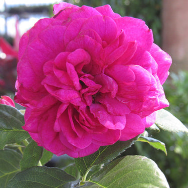 Celestial Night Rose